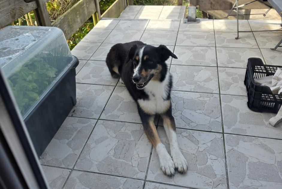 Fundmeldung Hund Unbekannt Cherbourg-en-Cotentin Frankreich