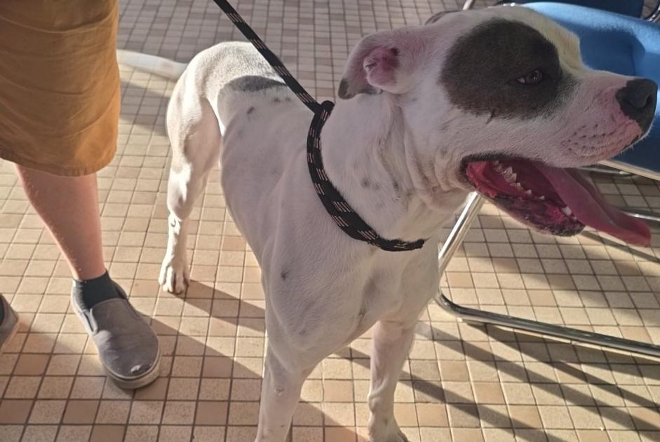 Fundmeldung Hund rassenmischung Männliche Muneville-sur-Mer Frankreich Fundmeldung Hund rassenmischung Männliche Muneville-sur-Mer Frankreich