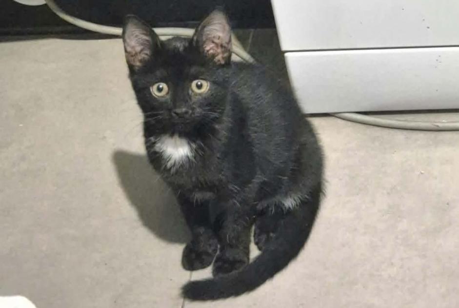 Fundmeldung Katze rassenmischung Unbekannt Marseillette Frankreich Fundmeldung Katze rassenmischung Unbekannt Marseillette Frankreich