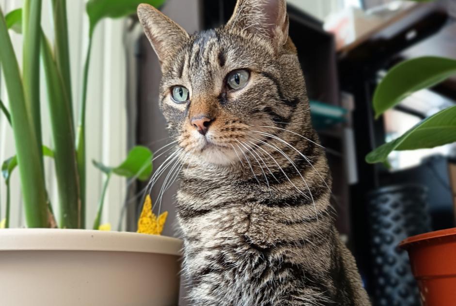 Vermisstmeldung Katze Männliche , 9 jahre Bron Frankreich Vermisstmeldung Katze Männliche , 9 jahre Bron Frankreich