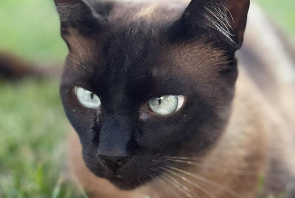 Vermisstmeldung Katze  Männliche , 4 jahre Saint-Raphaël Frankreich