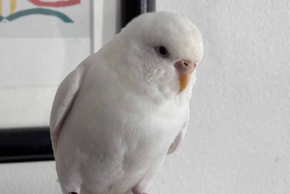 Disappearance alert Bird Female , 2026 years Paris France