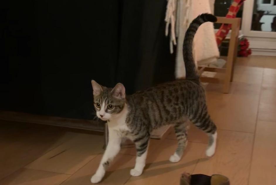 Discovery alert Cat miscegenation Female Paris France
