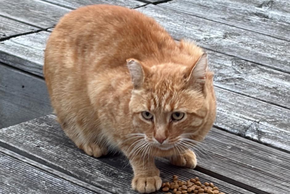 Discovery alert Cat Male Gouvernes France