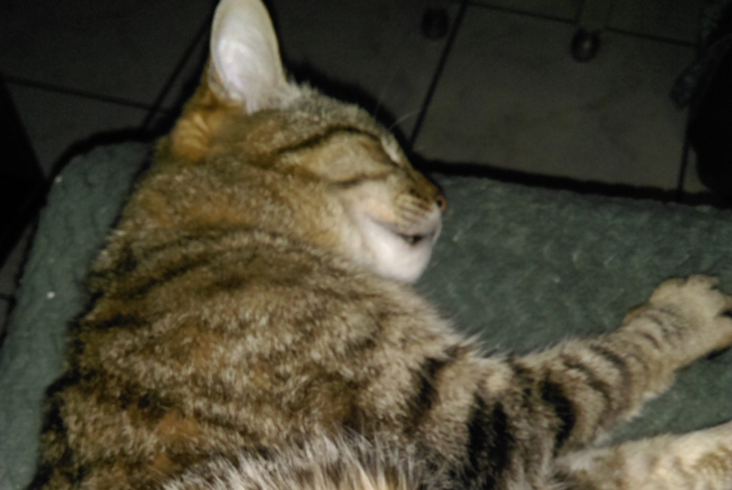 Disappearance alert Cat  Male , 18 years Kervignac France