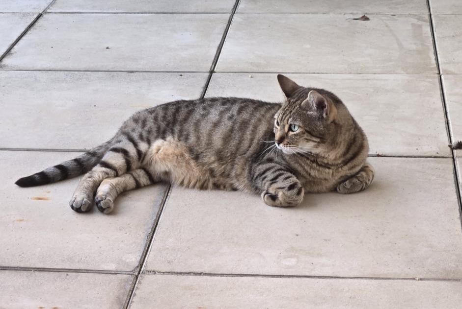 Disappearance alert Cat miscegenation Male , 8 years Lozanne France Disappearance alert Cat miscegenation Male , 8 years Lozanne France