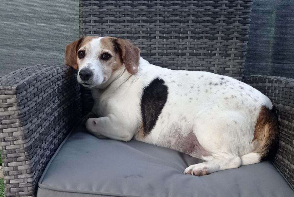 Alerta de Desaparición Perro cruce Hembra , 12 años Corsaint Francia
