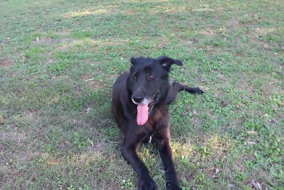 Alerta de Hallazgo Perro Hembra Saint-Laurent-la-Vernède Francia