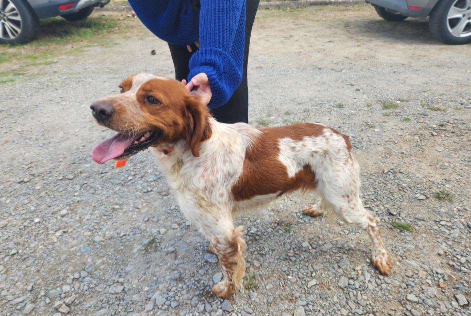Alerta de Hallazgo Perro  Macho Gièvres Francia