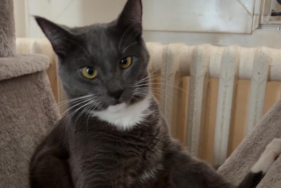 Alerte Disparition Chat Mâle , 1 ans Dijon France Alerte Disparition Chat Mâle , 1 ans Dijon France