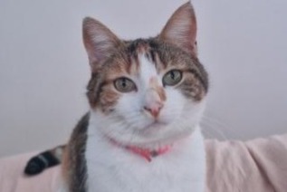 Alerte Disparition Chat Femelle , 7 ans Gergy France Alerte Disparition Chat Femelle , 7 ans Gergy France