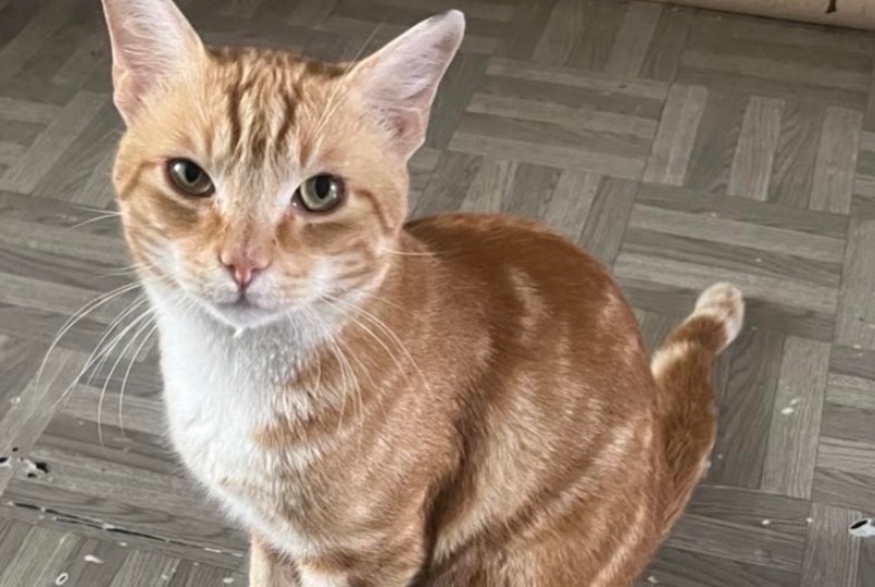 Alerte Disparition Chat Mâle , 3 ans Rosny-sous-Bois France Alerte Disparition Chat Mâle , 3 ans Rosny-sous-Bois France