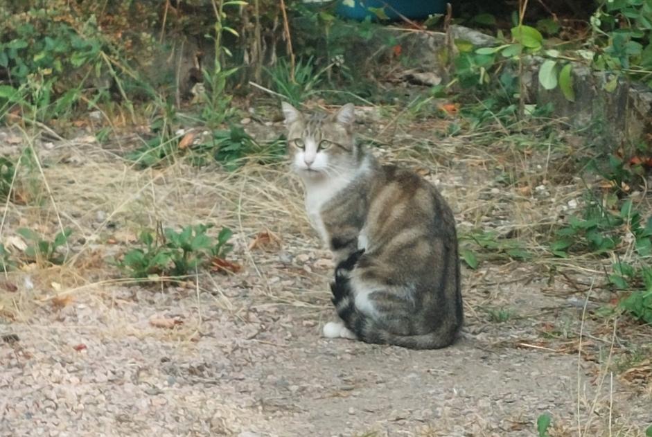 Alerte Découverte Chat croisement Inconnu , 3 ans Saint-Pourçain-sur-Sioule France Alerte Découverte Chat croisement Inconnu , 3 ans Saint-Pourçain-sur-Sioule France