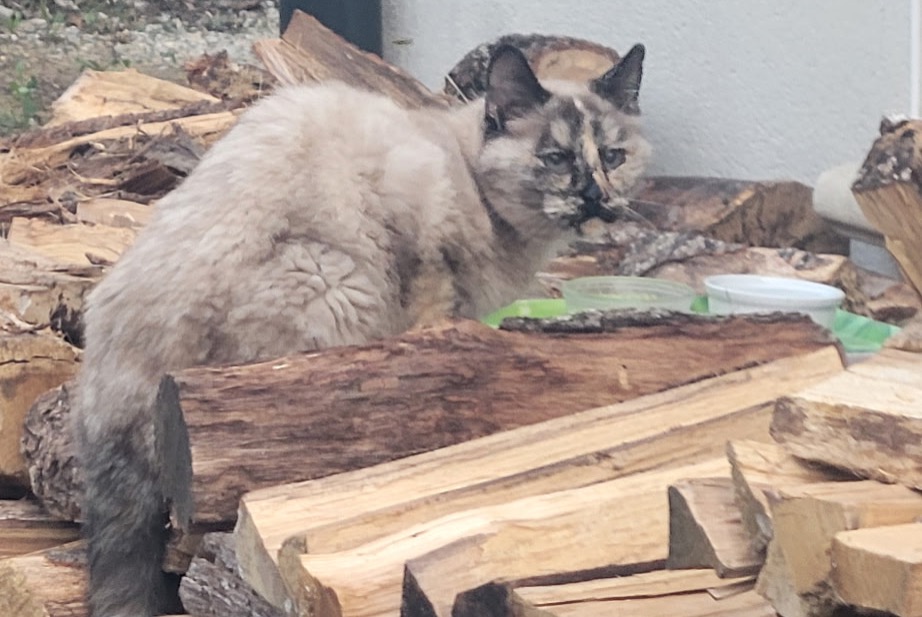Alerte Découverte Chat croisement Inconnu , 3 ans Bourg-Saint-Andéol France