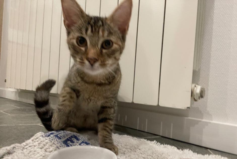 Alerte Découverte Chat Femelle Saint-Michel-en-Grève France