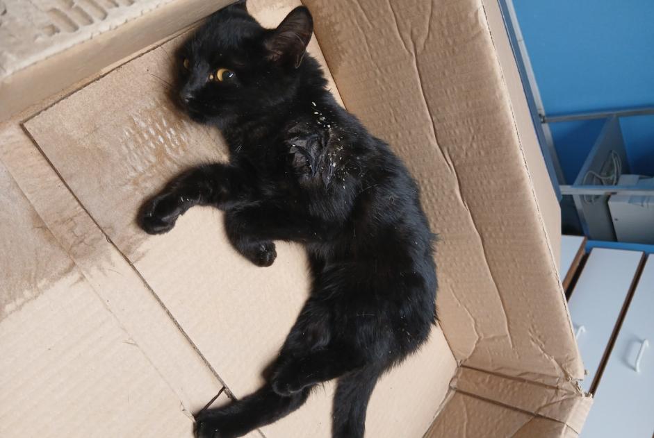 Alerte Découverte Chat Femelle Chizé France Alerte Découverte Chat Femelle Chizé France