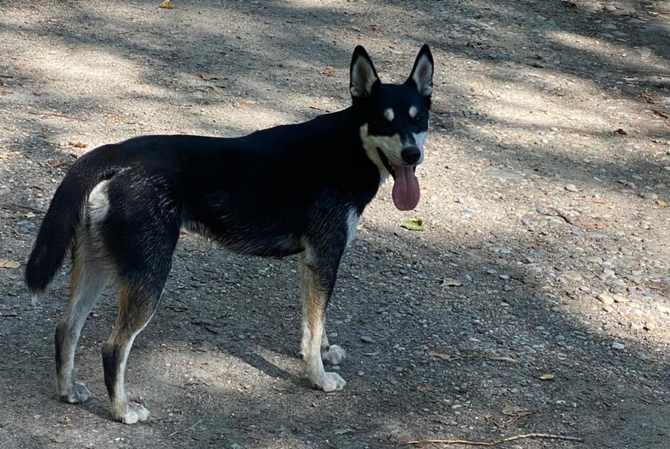 Alerte Découverte Chien Mâle Saint-Jean-de-Muzols France
