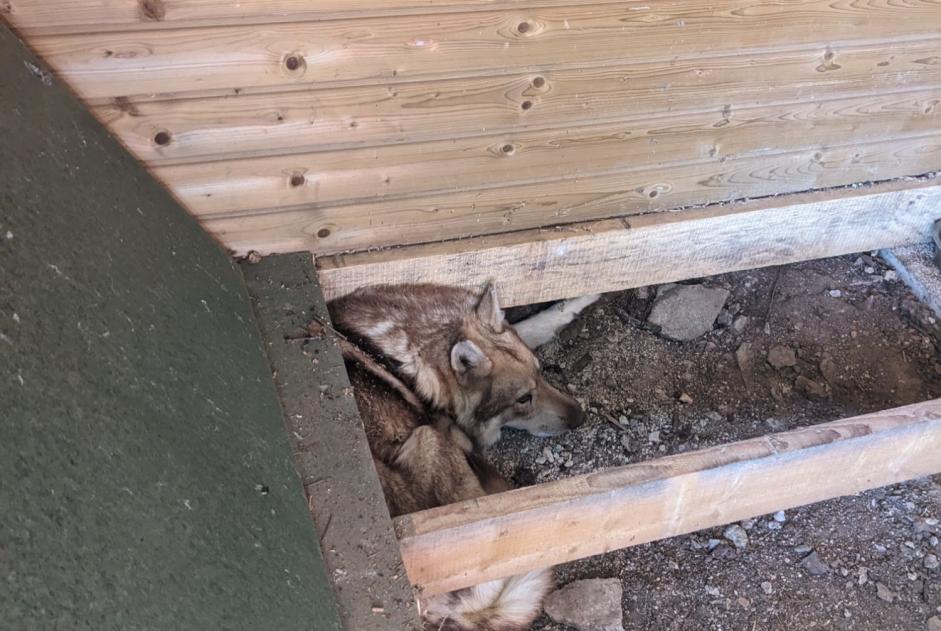 Alerte Découverte Chien Inconnu Huisseau-sur-Cosson France Alerte Découverte Chien Inconnu Huisseau-sur-Cosson France