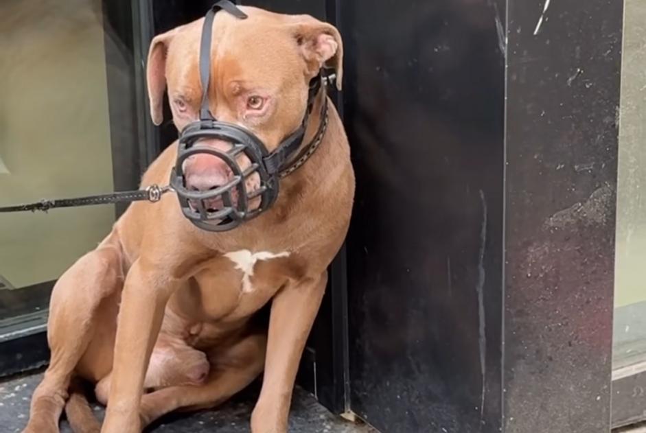 Alerte Découverte Chien Mâle Paris France Alerte Découverte Chien Mâle Paris France