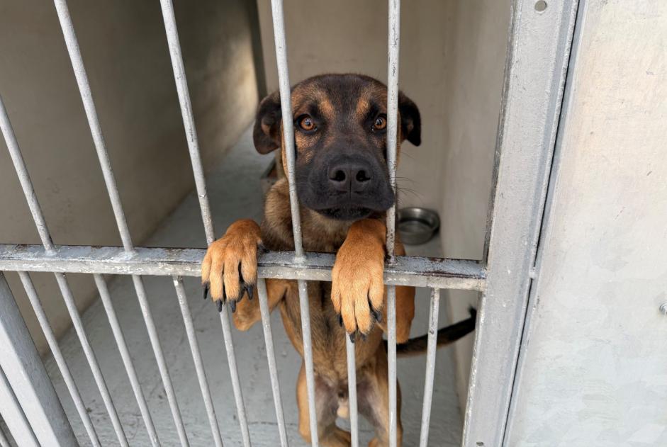 Alerte Découverte Chien croisement Mâle , Entre 9 et 12 mois Feucherolles France