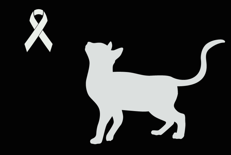Alerte Découverte Chat Femelle Chizé France