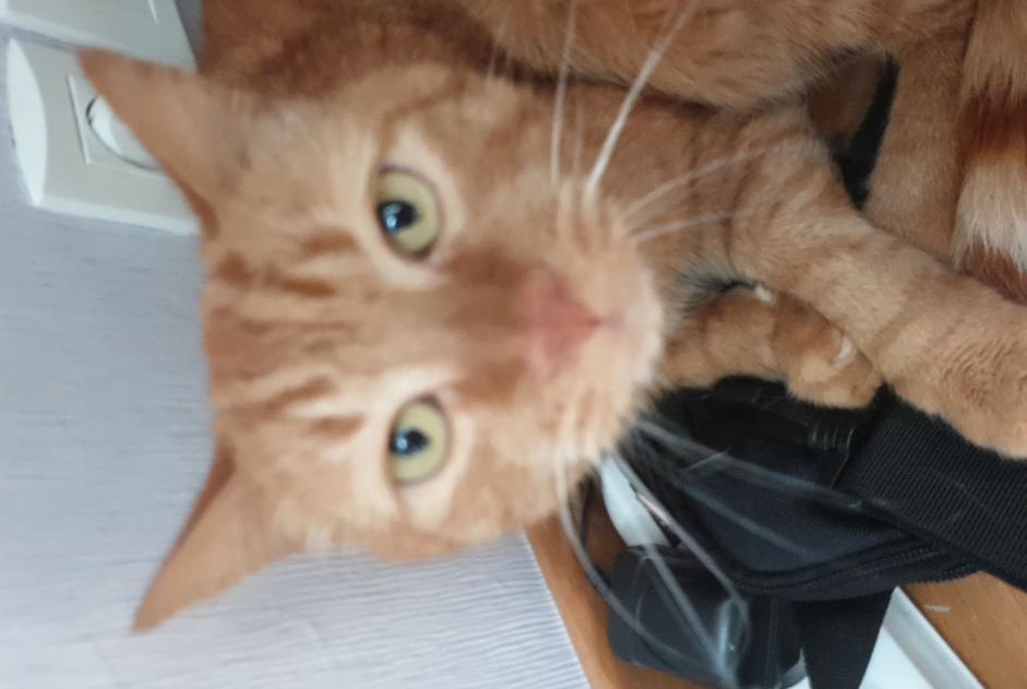 Avviso scomparsa Gatto Maschio , 17 anni Saint-James Francia