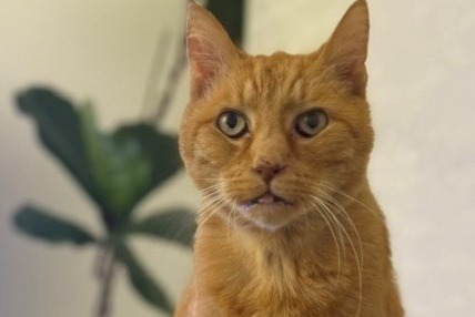Avviso scomparsa Gatto Maschio , 16 anni Brebières Francia Avviso scomparsa Gatto Maschio , 16 anni Brebières Francia