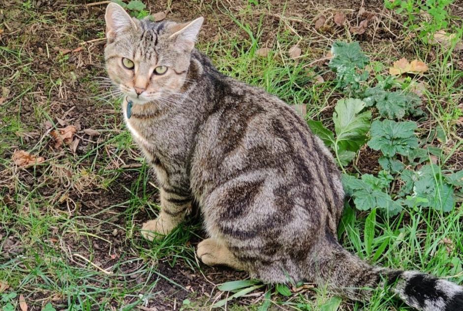 Avviso scomparsa Gatto Maschio , 2 anni Chevilly-Larue Francia
