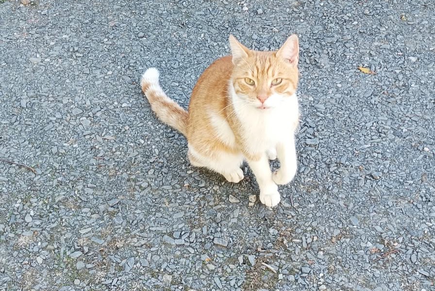 Avviso Ritrovamento Gatto Maschio Thèreval Francia