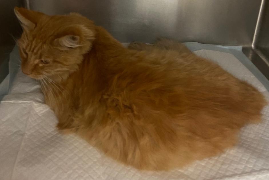 Avviso Ritrovamento Gatto  Maschio Houilles Francia