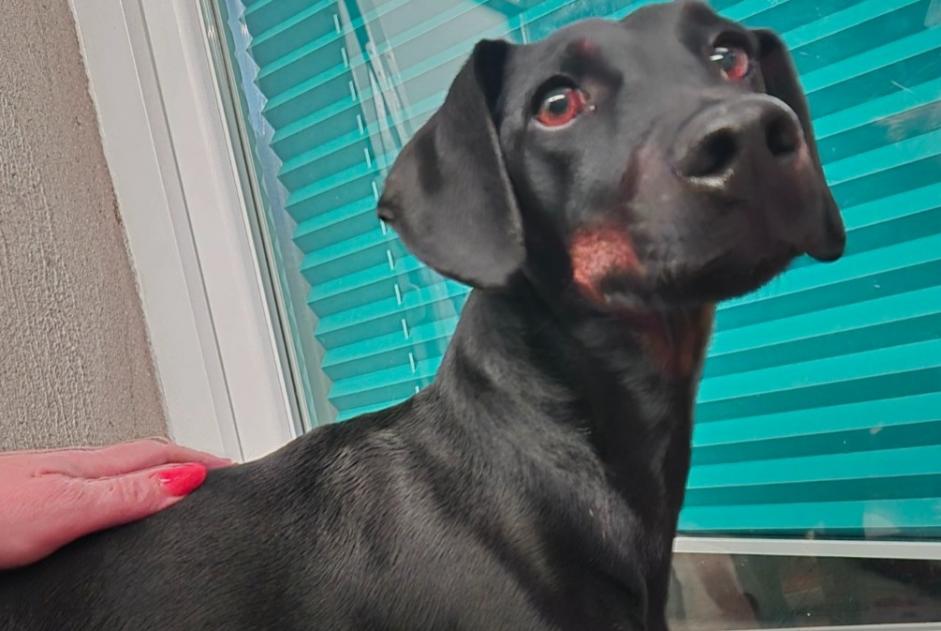 Ontdekkingsalarm Hond Mannetje Les Essarts-le-Roi Frankrijk Ontdekkingsalarm Hond Mannetje Les Essarts-le-Roi Frankrijk