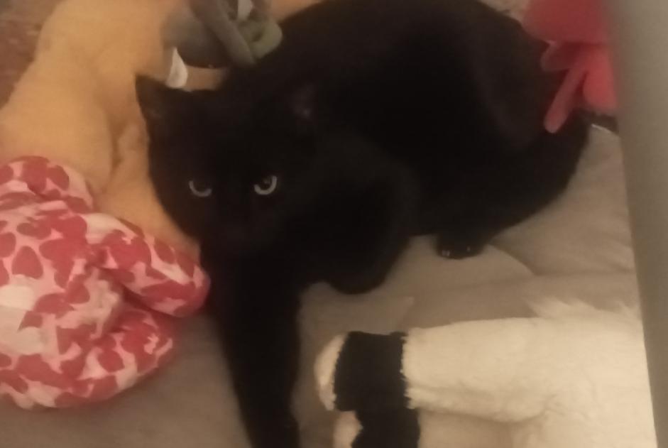 Alerta desaparecimento Gato Macho , 1 anos Éveux France